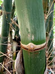 Image result for Bambusa balcooa