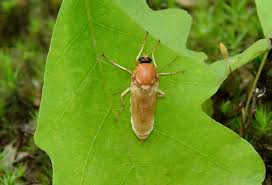 Image result for Vangueria ferruginea