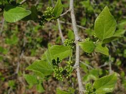 Image result for Afrocanthium pseudorandii