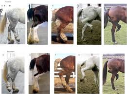 Posture and movement characteristics of forward and backward walking in  horses with shivering and acquired bilateral stringhalt