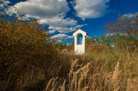 Image result for svrab na k%u016F%u017Ei