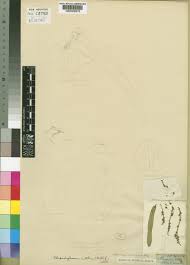 Image result for Rhipidoglossum rutilum