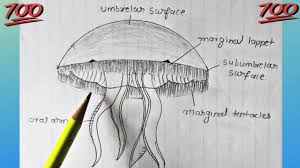 Add some shells, sponges, shark teeth, ocean books, magnifying glass discover pages, rulers, magnifying glasses, sorting trays and a scale! How To Draw Sycon Sponge Labelled Diagram Kingdom Animalia Phylum Porifera Youtube