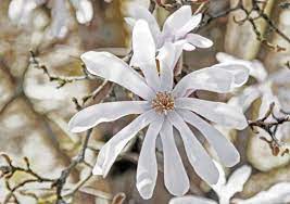 Also hardy to zones 4 to 9, 'krauter vesuvius' is similar in growth and habit to 'newport' but differs in summer leaf color, which is. Deciduous Trees For Zone 4 Growing Deciduous Trees In Zone 4 Gardens