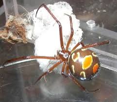 Here is a full list of poisonous snakes in north america. 10 Most Dangerous Spiders Of North America North American Nature
