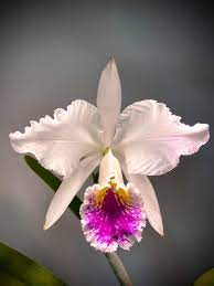 Cattleya Mossiae Seni Alba Sao Luiz X Bela Vista Orchid Photography Cattleya Orchids