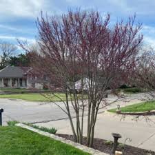 Yellow, orange, copper and gold. Merlot Redbud For Sale At The Grass Pad