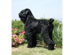 Find black russian terrier dogs and puppies from new york breeders. Black Russian Terrier Puppies For Sale