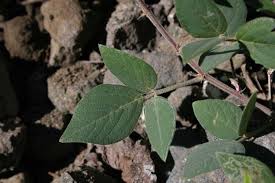 Image result for Desmodium intortum