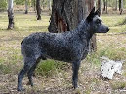 Black Australian Cattle Dog Puppy Kerimarlo Kennels Australian Stumpy Tail Cattle Dogs Austrailian Cattle Dog Cattle Dog Australian Dog Breeds