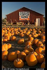 Seaside Pumpkin Farms Half Moon Bay Ca So Have A Pix Of Me Here When I Was About 4 Pumpkin Patches By The Beach Are The Be Pumpkin California Pumpkin Farm