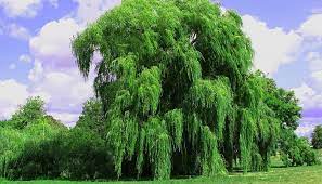 Maybe you would like to learn more about one of these? Willow Tree Meaning And Symbolism