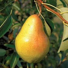 Standard pears fruit in 4 to 8 years and can live for 75 years. Bartlett Pear Trees From Stark Bro S Bartlett Pear Trees For Sale