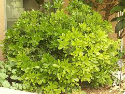 Find Plants Mock Orange