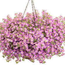 Image result for Jamesbrittenia carvalhoi