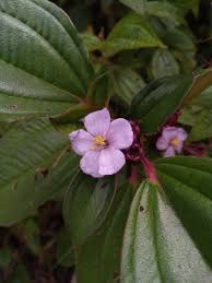 Image result for Tristemma mauritianum