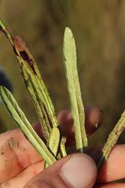 Image result for Elytraria