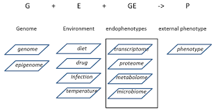 Genotype And Environment Affect The Endophenotypes Of An Animal And Download Scientific Diagram