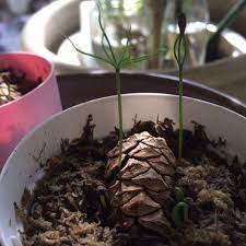 松ぼっくり盆栽の作り方 種の採取編 すべてはうまくいっている 盆栽 作り方 松ぼっくり 盆栽