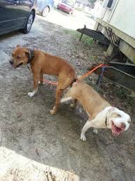 Find dogs and puppies from south carolina breeders. Pitbull Pets And Animals For Sale South Carolina
