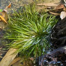 Image result for Blyxa