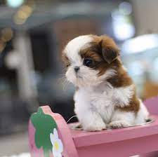 1280x1024 shih tzu images shih tzu hd wallpaper and background photos (13713250) Welcome Happy Shih Tzus Home Available Shihtzu Puppies For Sale Shih Tzu Puppy Cute Dogs And Puppies Shih Tzus