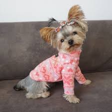 Teacup yorkie puppies with a 10 year guarantee! Top Dog Sweaters Yorkie Dog Hoodies Autumn Winter Wear Pet Vest Pet Clothes Clothing Dog Clothes Clothes For Dogs Yorkie Depot