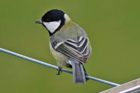 Image result for Kohlmeise vogelhouse