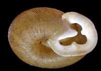 Image result for Pearsonia