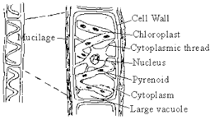 Besides, the filaments are also surrounded by mucilage that holds the filaments together to form clumps in water. Cell Wall Biology Notes Cell Forms