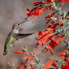 Image result for Dicliptera pumila