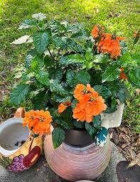 Image result for Crossandra