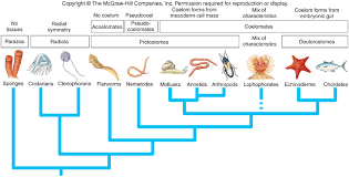 Trends In Animal Evolution