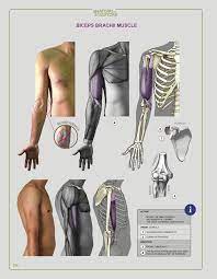 Klb biology form 1 notes. Store Softcover Ebook Pdf Download Anatomiya Uroki Anatomiya Cheloveka Anatomiya