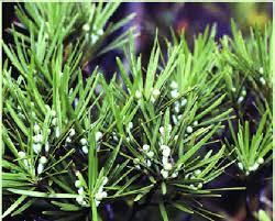 Image result for Podocarpaceae