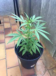 Maybe you would like to learn more about one of these? Northern Lights Auto Outdoor Balcony Grow Around 8 Weeks From Planting The Seed Autoflowers