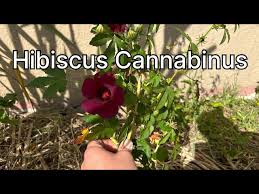 Image result for Hibiscus cannabinus