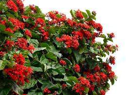 Image result for Clerodendrum splendens