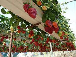 Maybe you would like to learn more about one of these? Strawberry Towers Zunckel Ecological Environmental Services