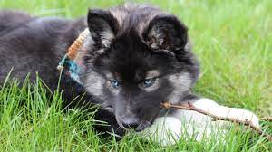 Look at pictures of husky puppies who need a home. We Got A Puppy Rare Agouti Siberian Husky Youtube