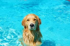 Do Golden Retrievers Like Water Dog Breeds List