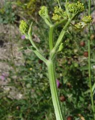 Image result for Physotrichia heracleoides