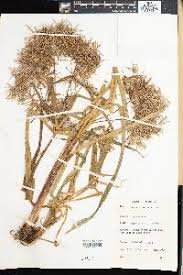 Image result for Pycreus macranthus