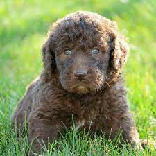 Chocolate Newfiedoodle Puppy For Sale Puppy Photos Poodle Puppy Labradoodle Miniature Puppies