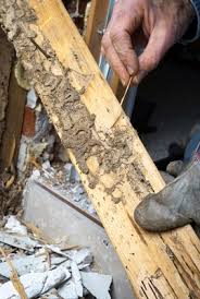 Other termites that cause structural damage include the drywood termites (kalotermitidae) and the the termites pictured here are soldiers of the native eastern subterranean termite species. How To Spot Signs Of Termite Damage Planet Orange