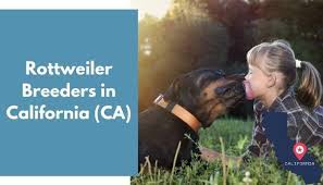 Von schindler rottweiler 778.9 miles. 11 Rottweiler Breeders In California Ca Rottweiler Puppies For Sale Animalfate