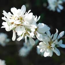 Image result for Amelanchier ovalis