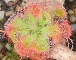 Image result for Drosera burkeana