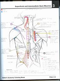 Human Anatomy Drawing Book Pdf Free Download Unique Kaplan Anatomy Coloring Book Findpage Anatomy Coloring Book Coloring Books Cat Coloring Book