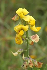 Image result for Crotalaria schliebenii